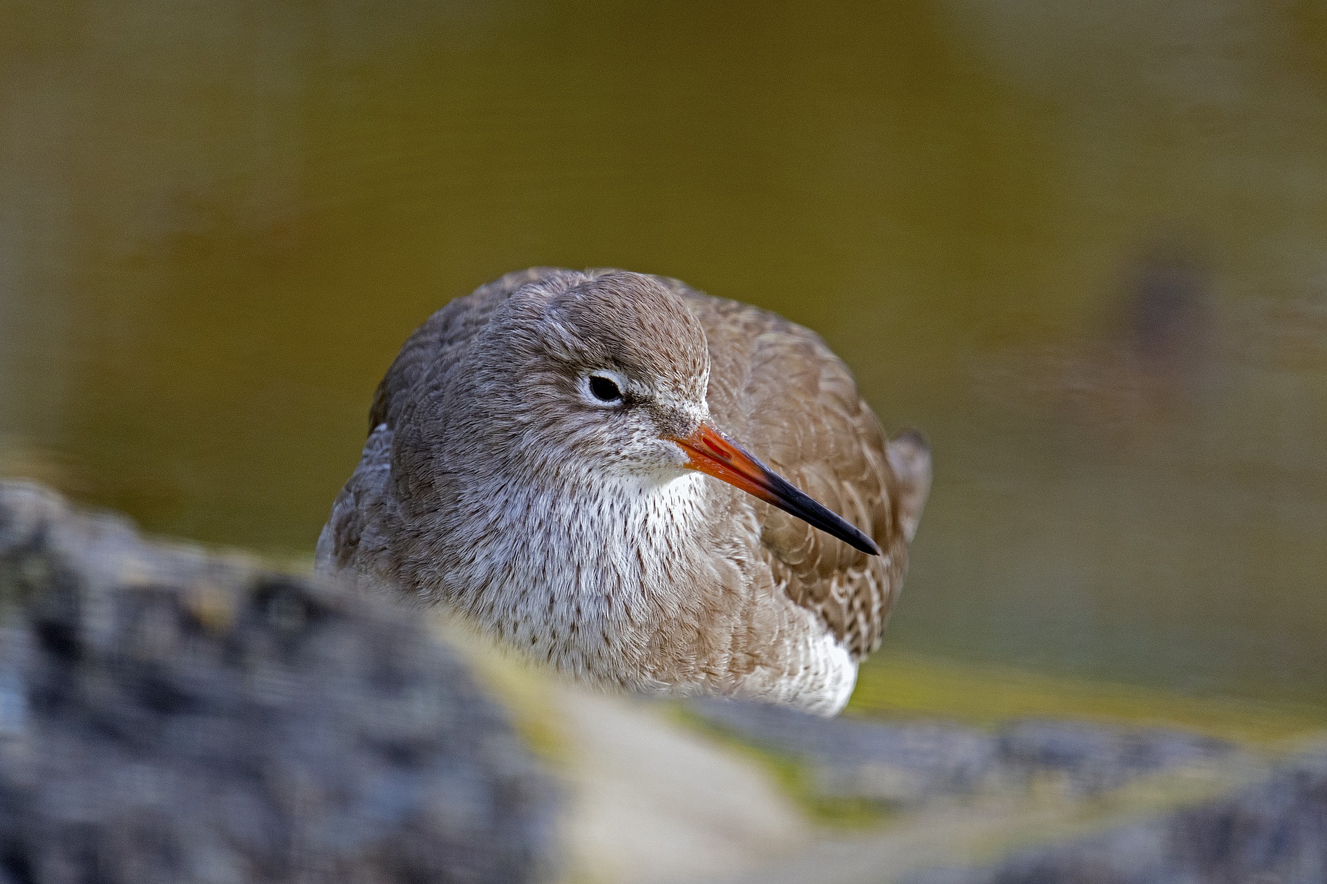 A close-up of a redshank bird