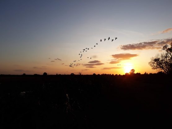 A sunset on the horizon with birds in the foreground