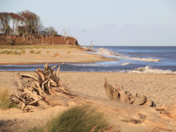 Driftwood on a beach