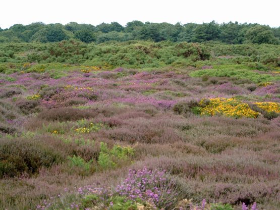 A photo of heather, gorse and pine trees