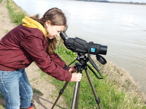 A volunteer filming Redshank on the River Stour