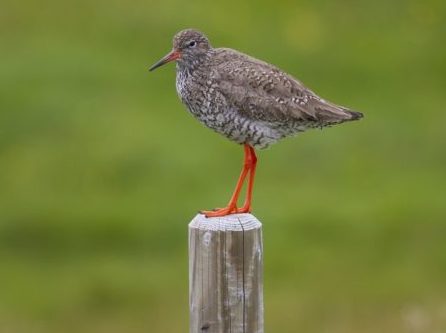 Redshank on a wooden post