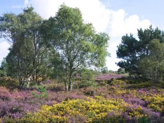 Landscape view of trees in some heath