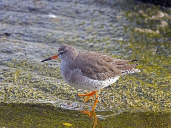 Redshank by water