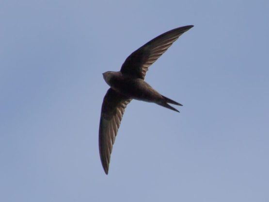Swift flying